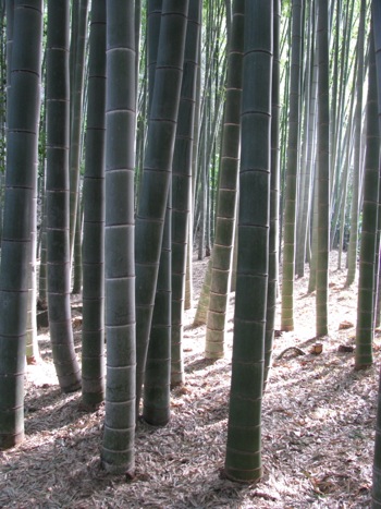 moso bamboo used for making bamboo clothing